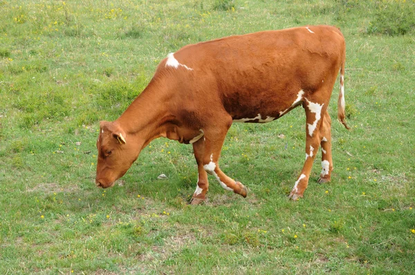 Стада корів у лузі в Швеції — стокове фото