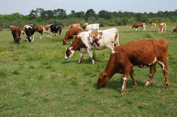 Rebanho de vacas em um prado na Suécia — Fotografia de Stock