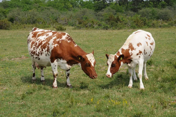 Rebaño de vacas en un prado en Suecia — Foto de Stock