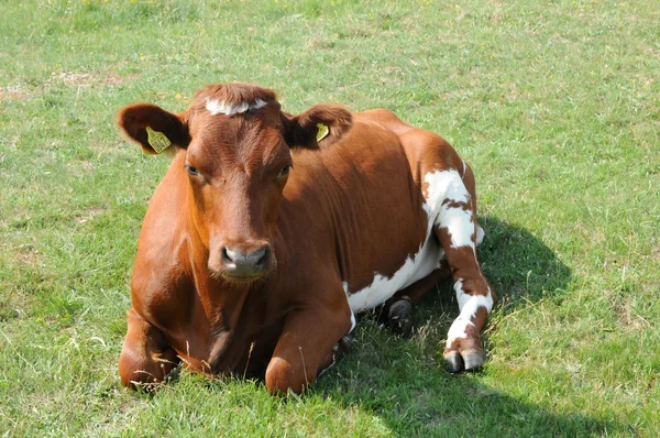 Mandria di mucche in un prato in Svezia — Foto Stock