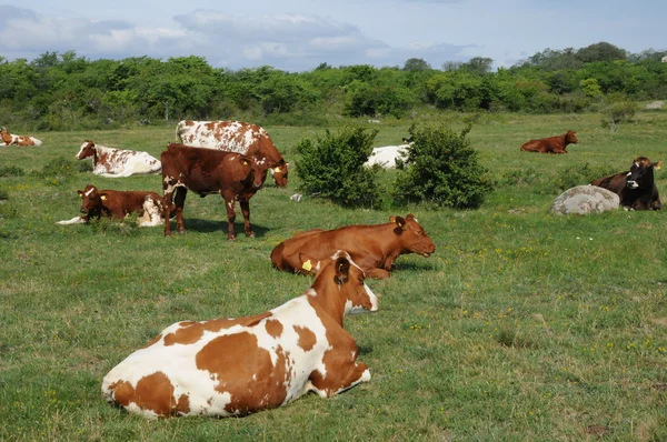 Stádo krav na louce ve Švédsku — Stock fotografie