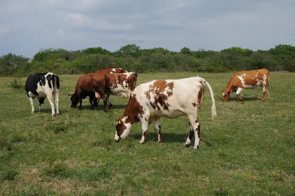 スウェーデンの草原で牛群れ — ストック写真