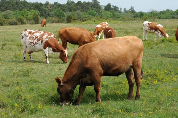 Stada krów w łące w Szwecji — Zdjęcie stockowe