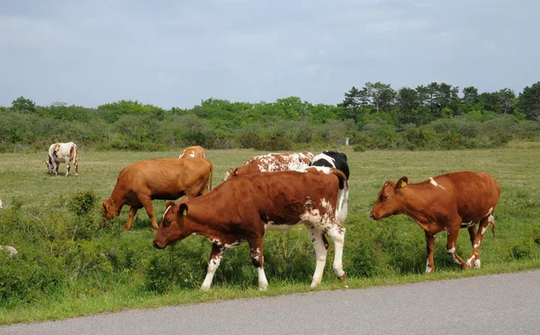 stock image Cows herd in a meadow in Sweden