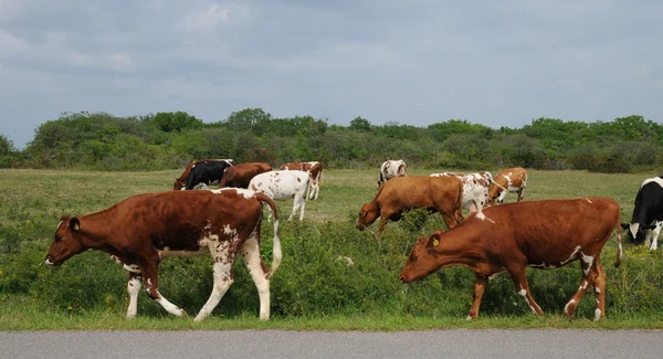 stock image Cows herd in a meadow in Sweden