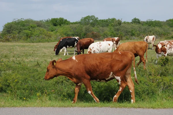 Stock image Cows herd in a meadow in Sweden