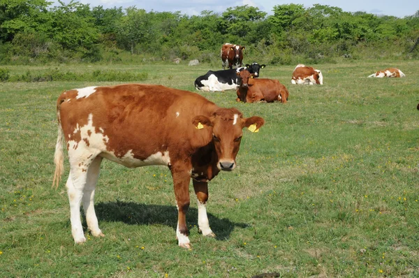 Rebanho de vacas em um prado na Suécia — Fotografia de Stock