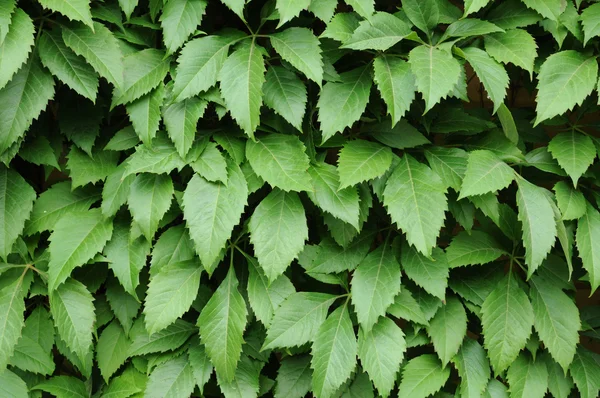 stock image The garden of Tradgardsforeningen in Gothenburg