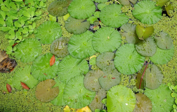 ヨーテボリの園芸の庭 — ストック写真