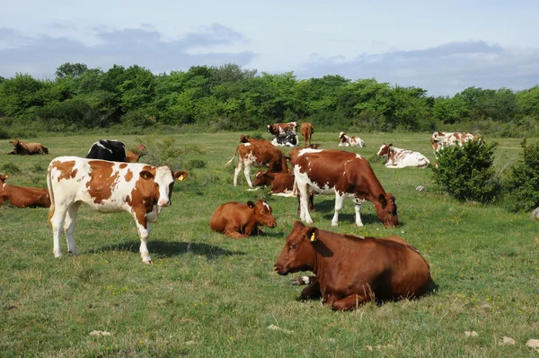 stock image Cows herd in a meadow in Sweden