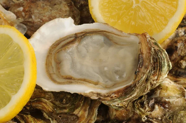 stock image Close up of a oysters and lemon