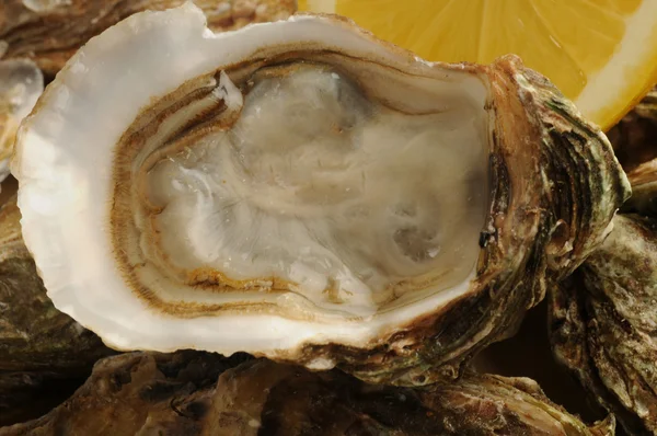 stock image Close up of a oysters and lemon