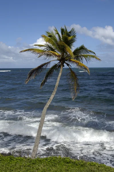 stock image The coast of Le Diamant in Martinique