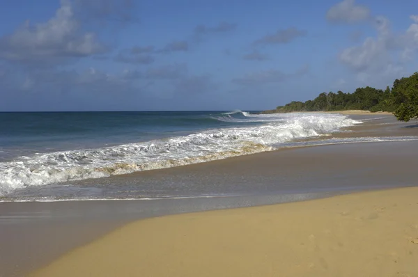 stock image France, Martinique, Salines beach in Sainte Anne