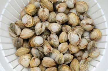 Cockles on the Trouville market in Normandy clipart