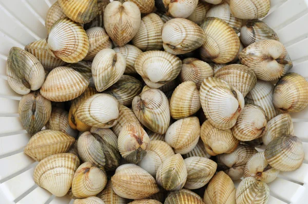 Kagylók a Trouville piacon Normandiában — Stock Fotó