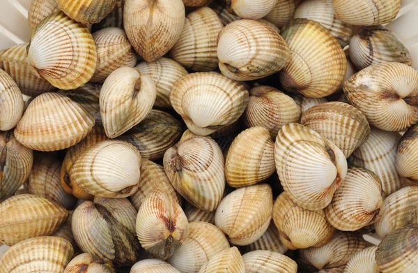 Cockles on the Trouville market in Normandy — Stock Photo, Image