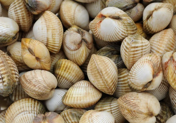 Kagylók a Trouville piacon Normandiában — Stock Fotó