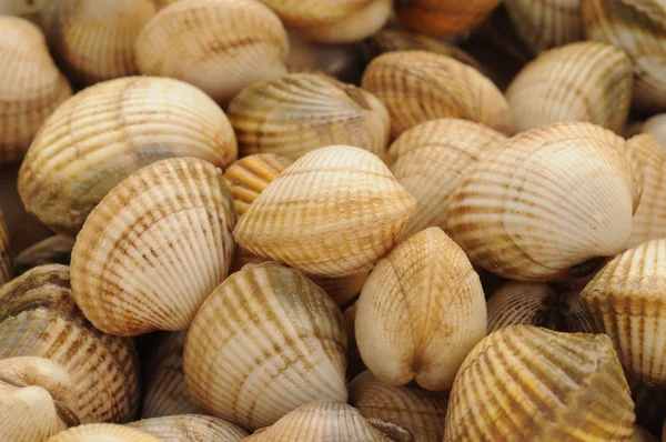 Cockles on the Trouville market in Normandy — Stock Photo, Image