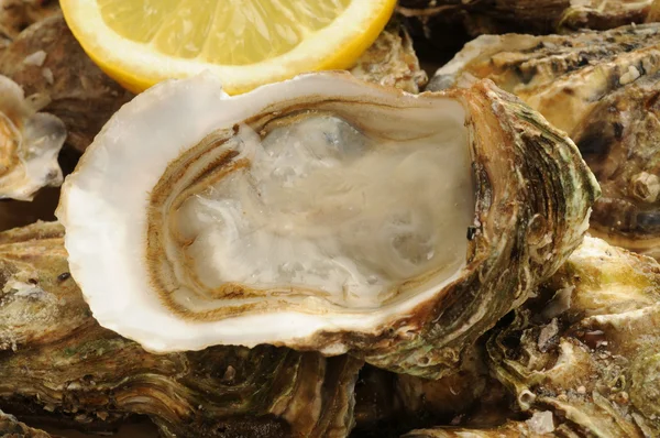 stock image Close up of a oysters and lemon