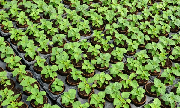 stock image Flowers which are growing in a greenhouse in France