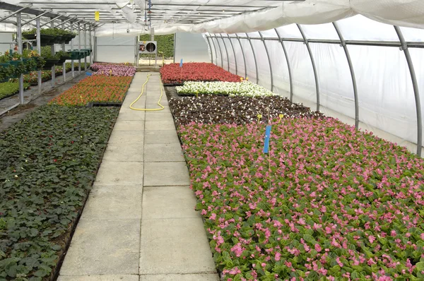Blommor som växer i ett växthus i Frankrike — Stockfoto