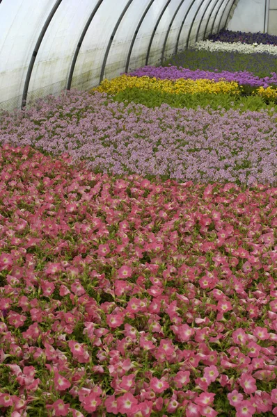 Bloemen die in een kas in Frankrijk groeien — Stockfoto