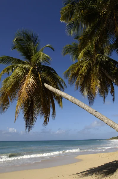 stock image France, Martinique, Salines beach in Sainte Anne