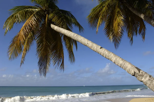 Francia, Martinica, Spiaggia di Salines a Sainte Anne — Foto Stock