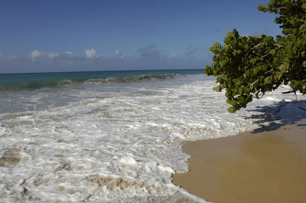 Francia, Martinica, Salines playa en Sainte Anne — Foto de Stock