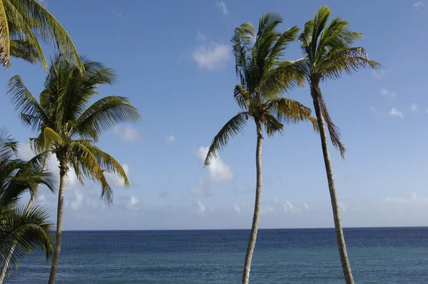 stock image The coast of Le Diamant in Martinique