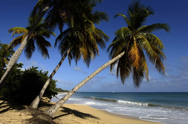 Francia, Martinica, Salines playa en Sainte Anne —  Fotos de Stock