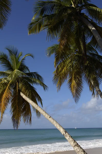 stock image France, Martinique, Salines beach in Sainte Anne