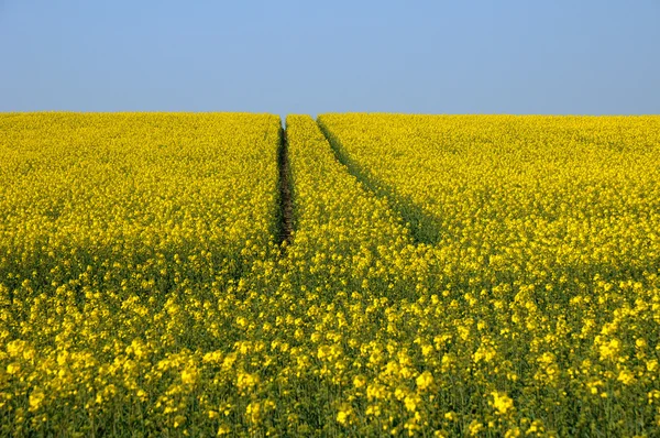 Val d Oise, a field of rape in spring — Stock Photo, Image