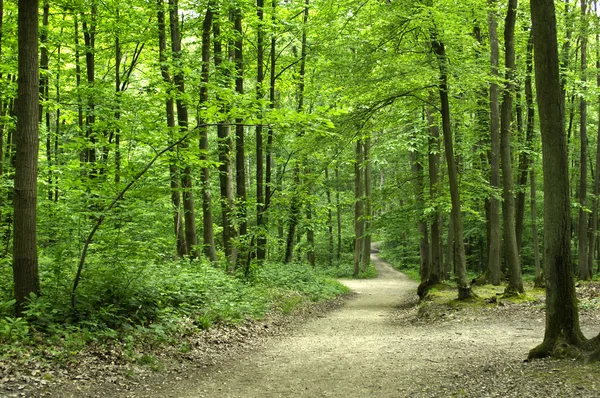 stock image France, Hautil forest in Jouy le Moutier