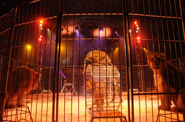 Treinador de animais em um circo, quadro horizontal — Fotografia de Stock