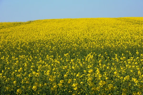 Val d Oise, a field of rape in spring — Stock Photo, Image