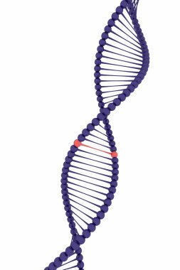 dna molekülünün