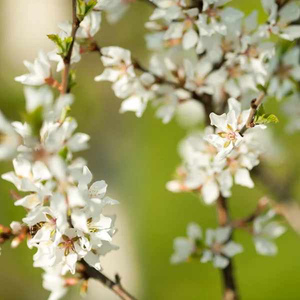 Beautiful spring blossoming plum tree — Stock Photo, Image