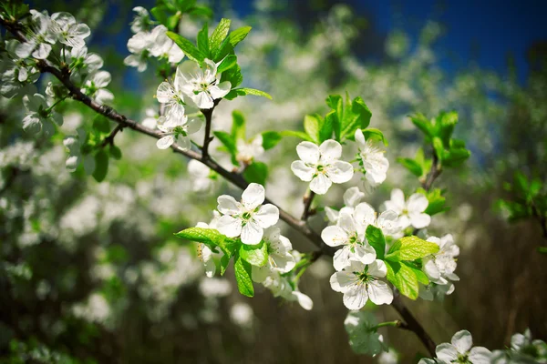Krásné jarní kvetoucí jabloně — Stock fotografie