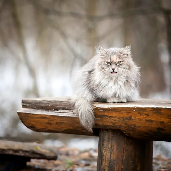 Bir bankta kedi — Stok fotoğraf