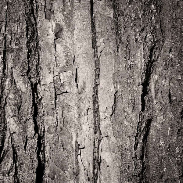 나무껍질의 배경 — 스톡 사진