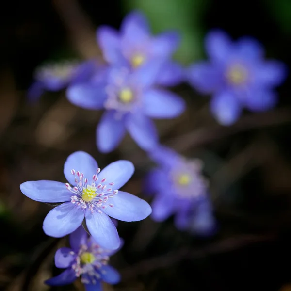 Flor del bosque violeta Hepatica nobilis —  Fotos de Stock