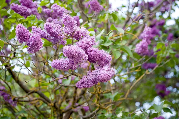 Blossoming branch of a lilac — Stock Photo, Image