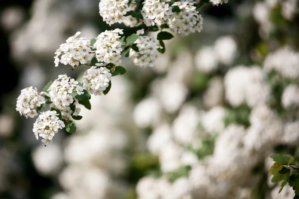 白色小花的背景 — 图库照片