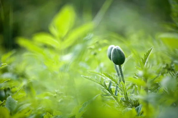 Tavaszi zöld háttér자세히 고기 공 — 스톡 사진