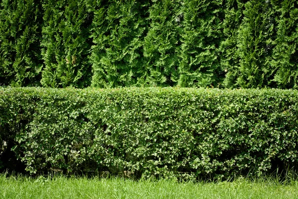 stock image Green hedge background