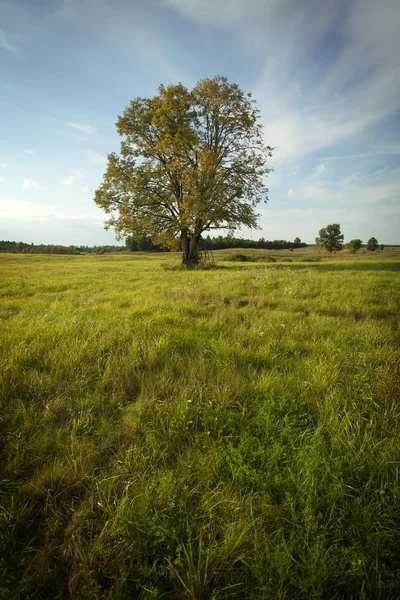Baum auf einer Wiese — Stockfoto