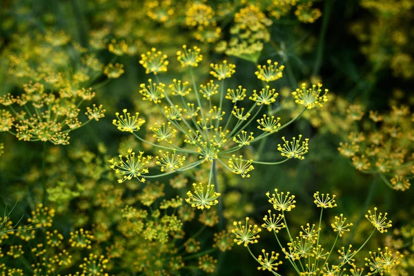 Blooming dill background — Stock Photo, Image