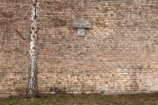 Aged wall and a birch Stock Photo